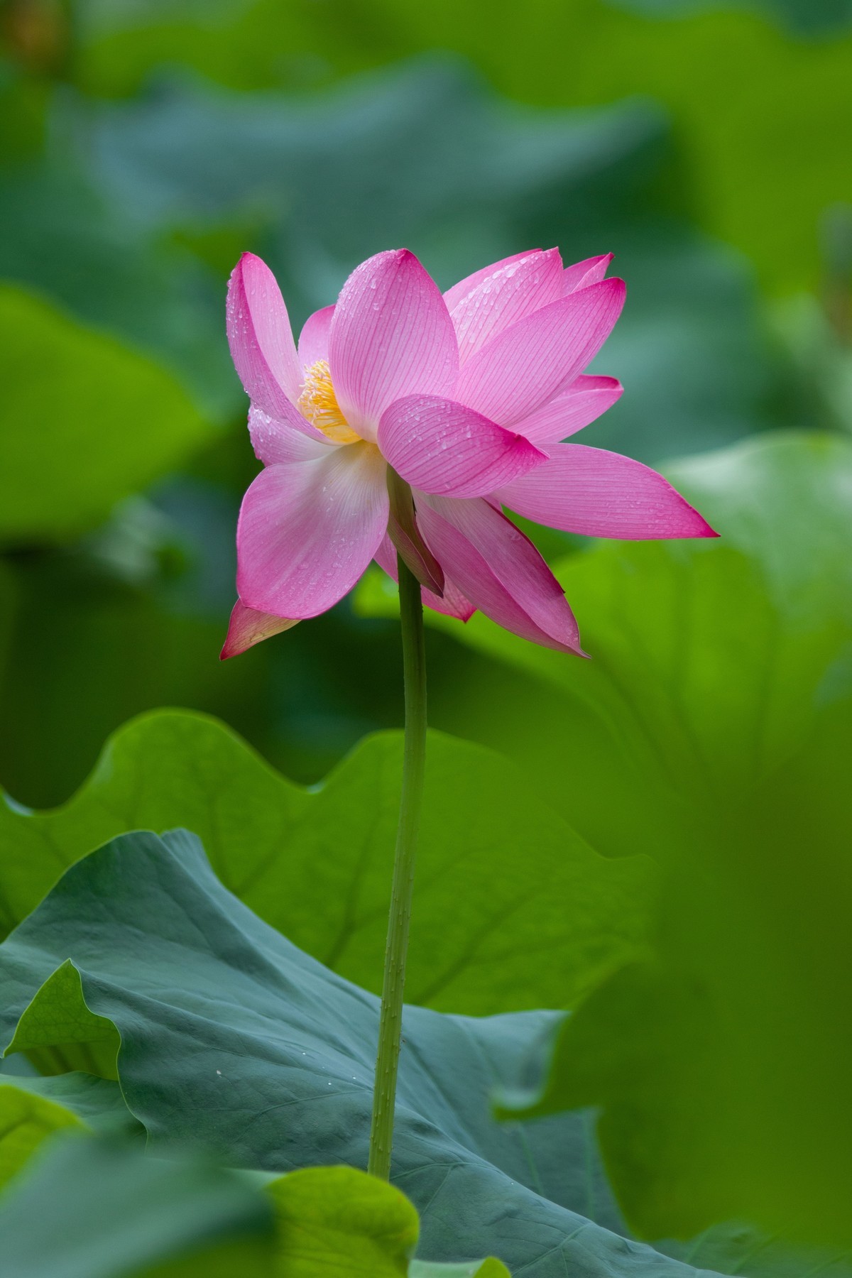 一枝荷花娇欲语