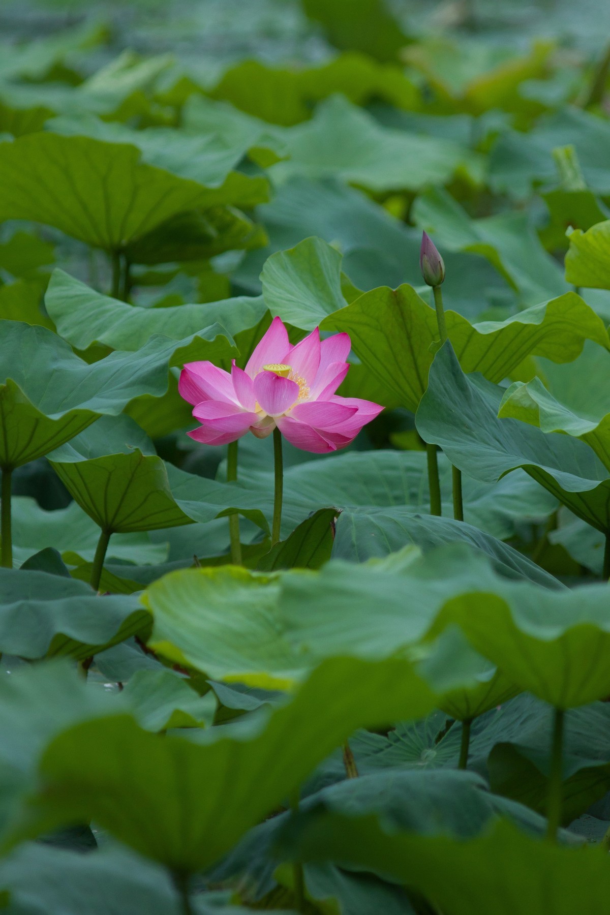 一枝荷花娇欲语