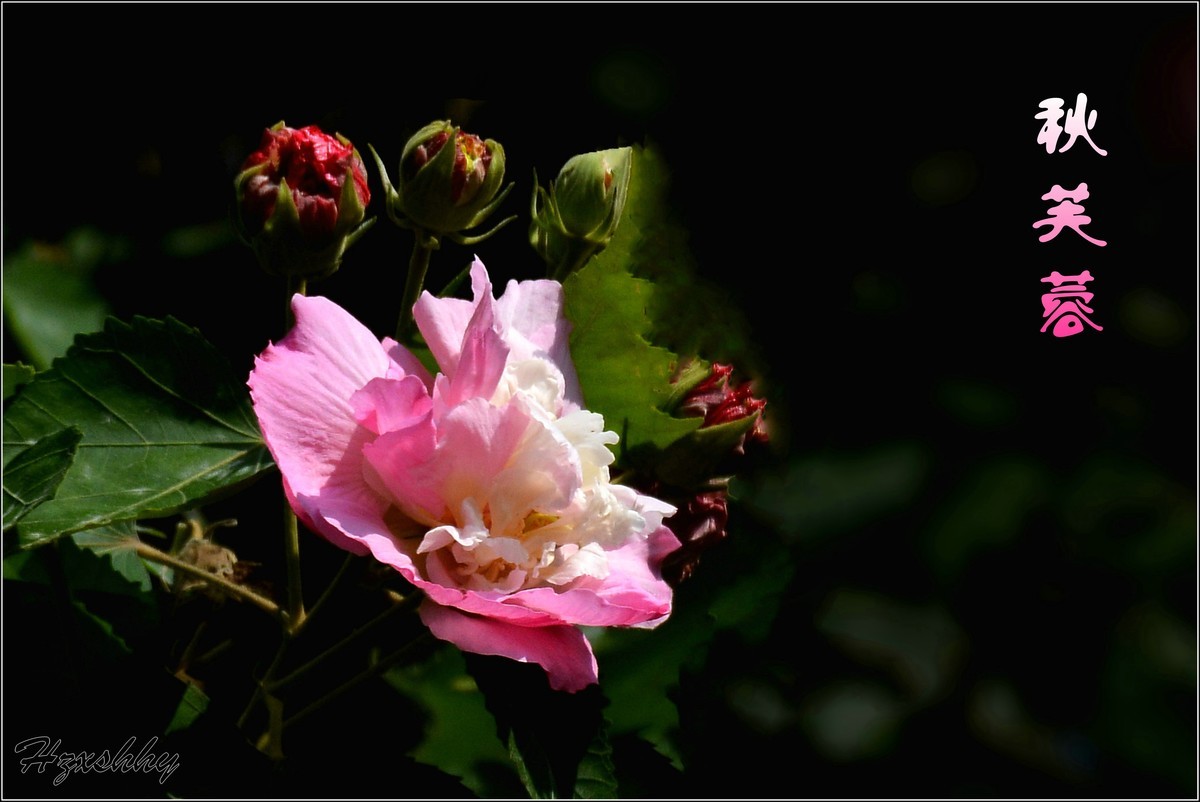 秋芙蓉（2024299）