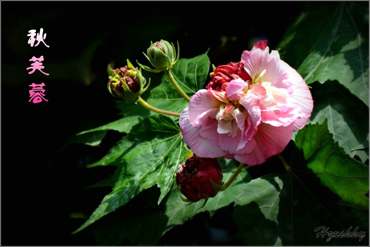 秋芙蓉（2024299）