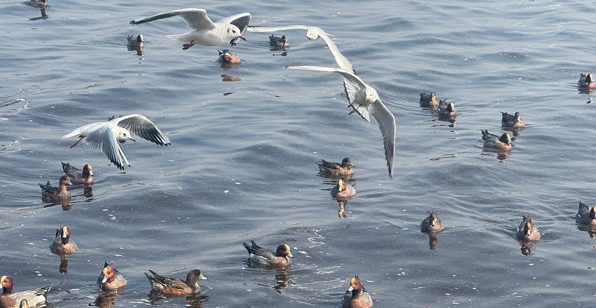 深圳湾【手机图】