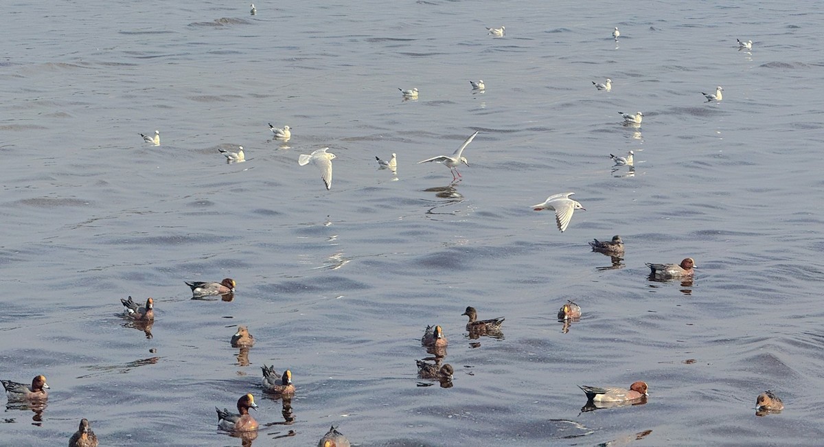 深圳湾【手机图】
