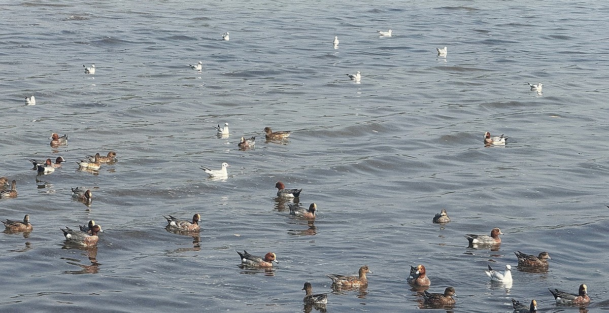 深圳湾【手机图】