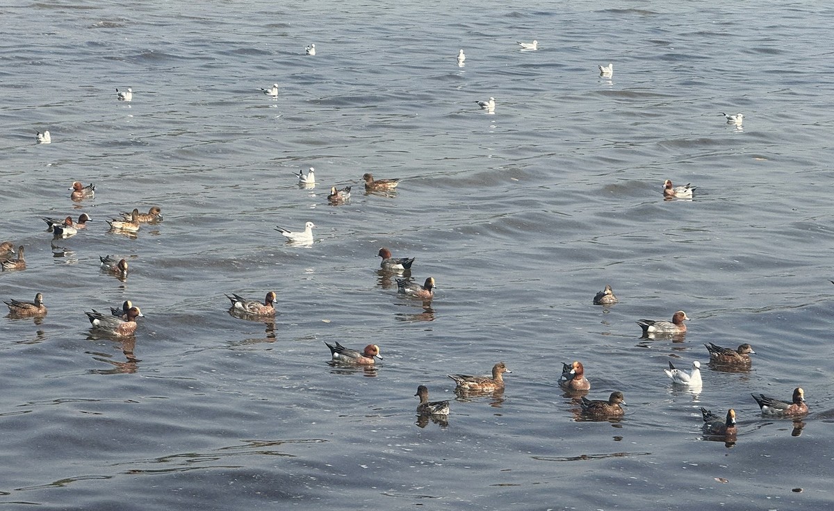 深圳湾【手机图】