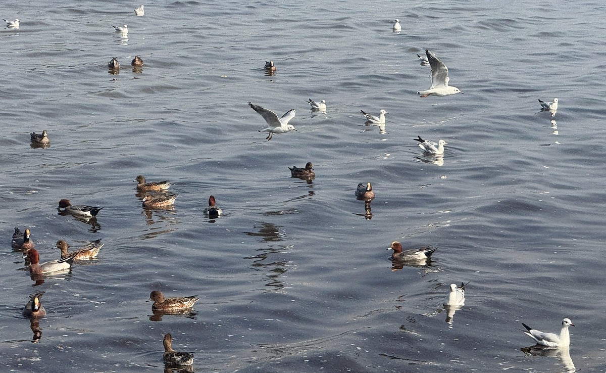 深圳湾【手机图】