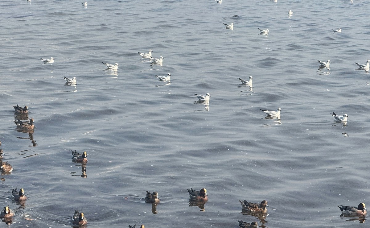 深圳湾【手机图】