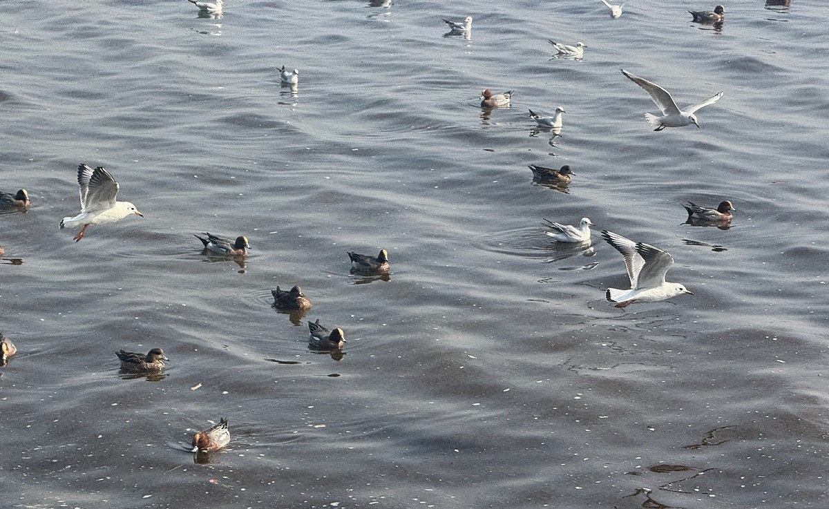 深圳湾【手机图】