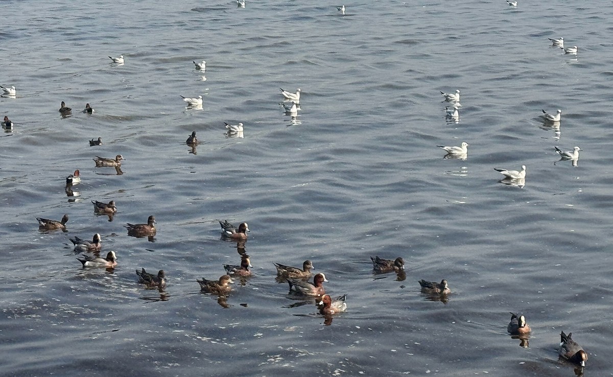 深圳湾【手机图】