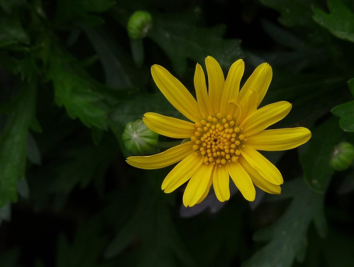 小黄菊