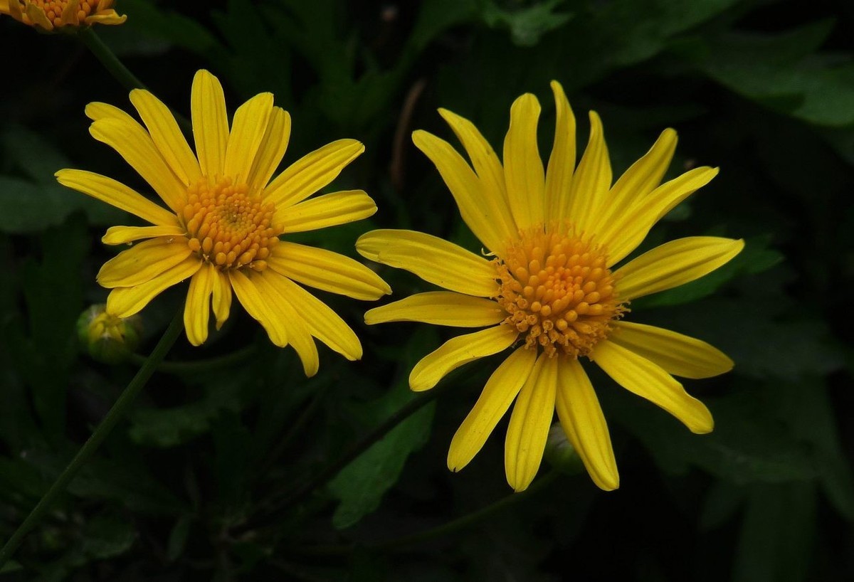 小黄菊