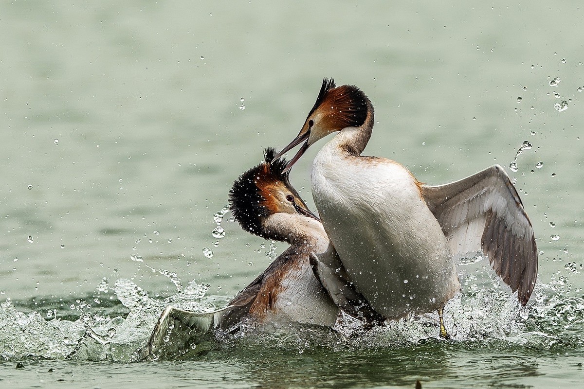 鸊鹈相争映碧潭，羽翼翻飞战意酣。