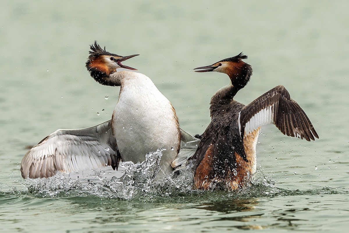 鸊鹈相争映碧潭，羽翼翻飞战意酣。
