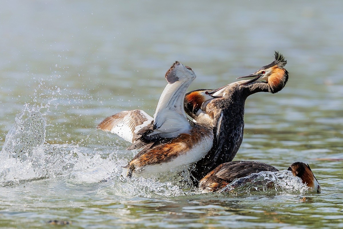鸊鹈相争映碧潭，羽翼翻飞战意酣。