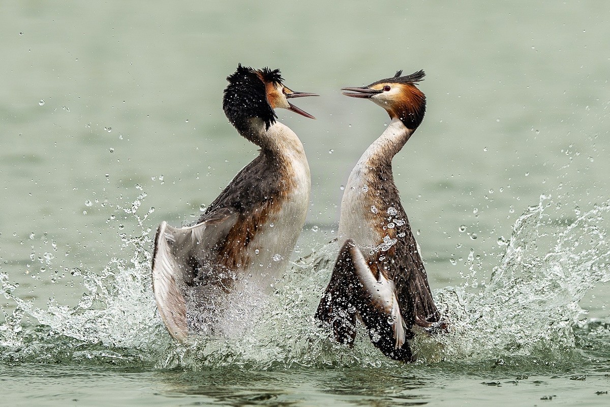 鸊鹈相争映碧潭，羽翼翻飞战意酣。