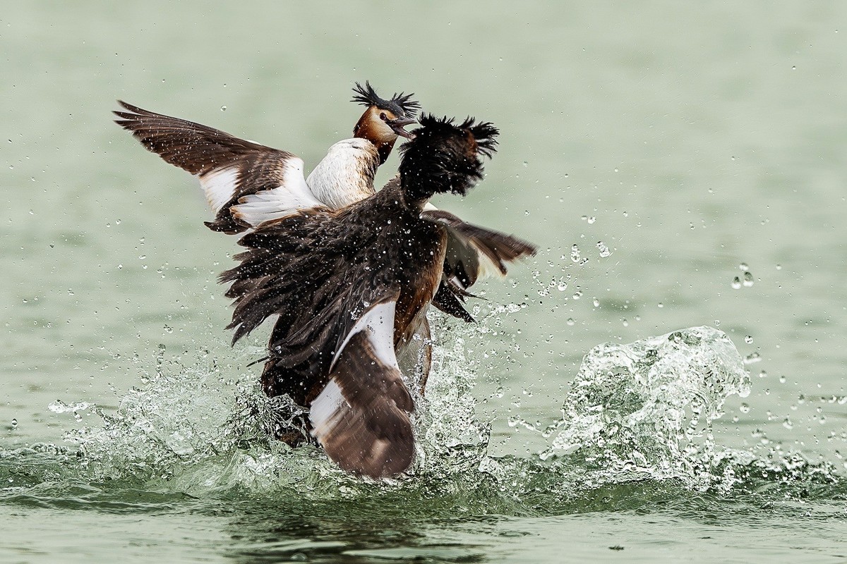 鸊鹈相争映碧潭，羽翼翻飞战意酣。