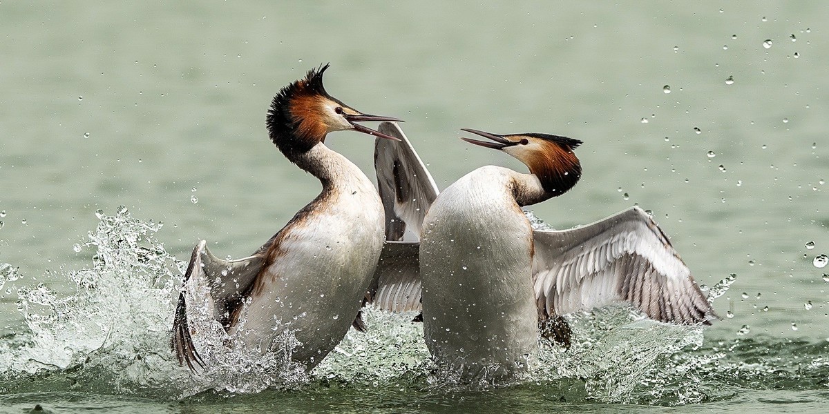 鸊鹈相争映碧潭，羽翼翻飞战意酣。