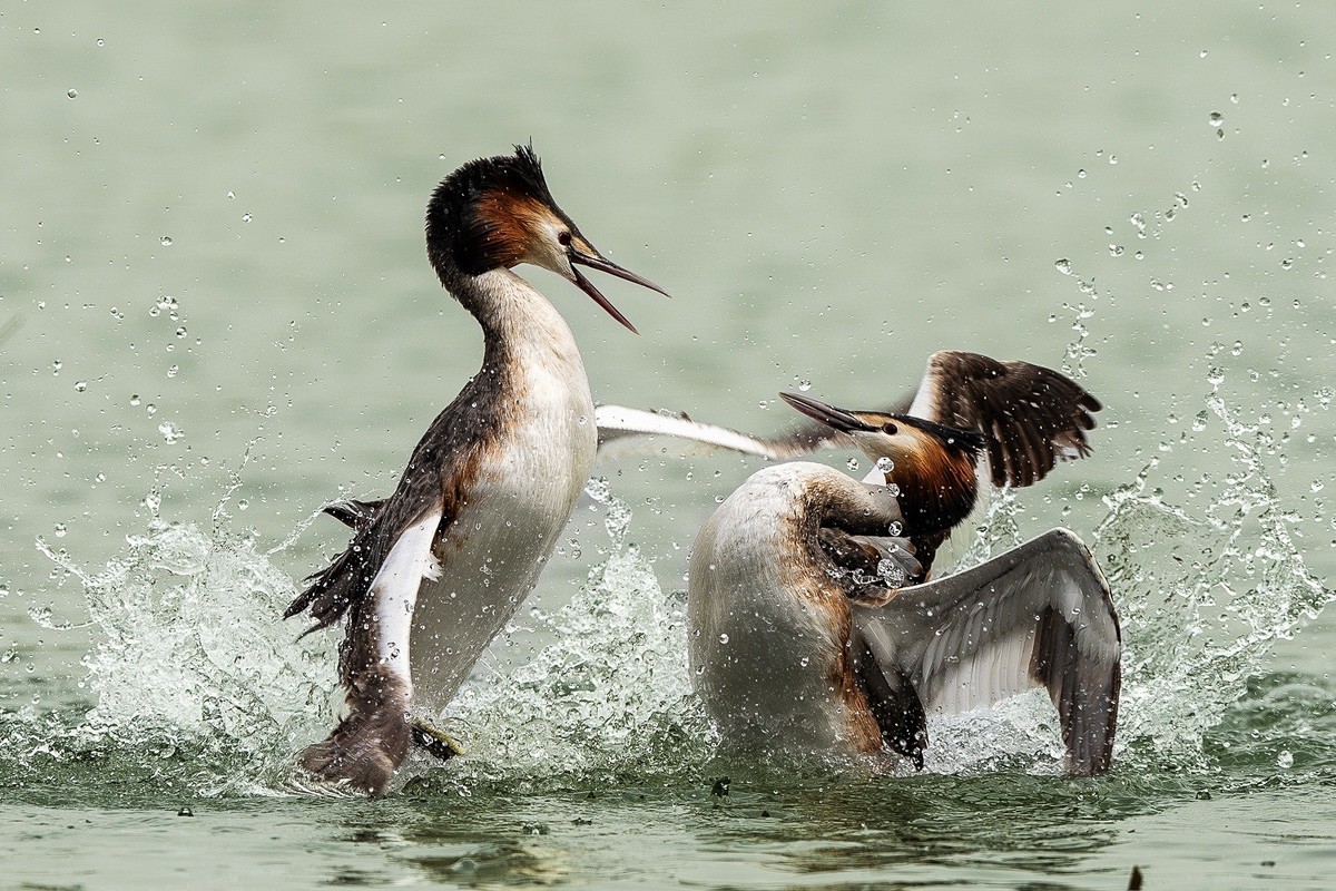 鸊鹈相争映碧潭，羽翼翻飞战意酣。