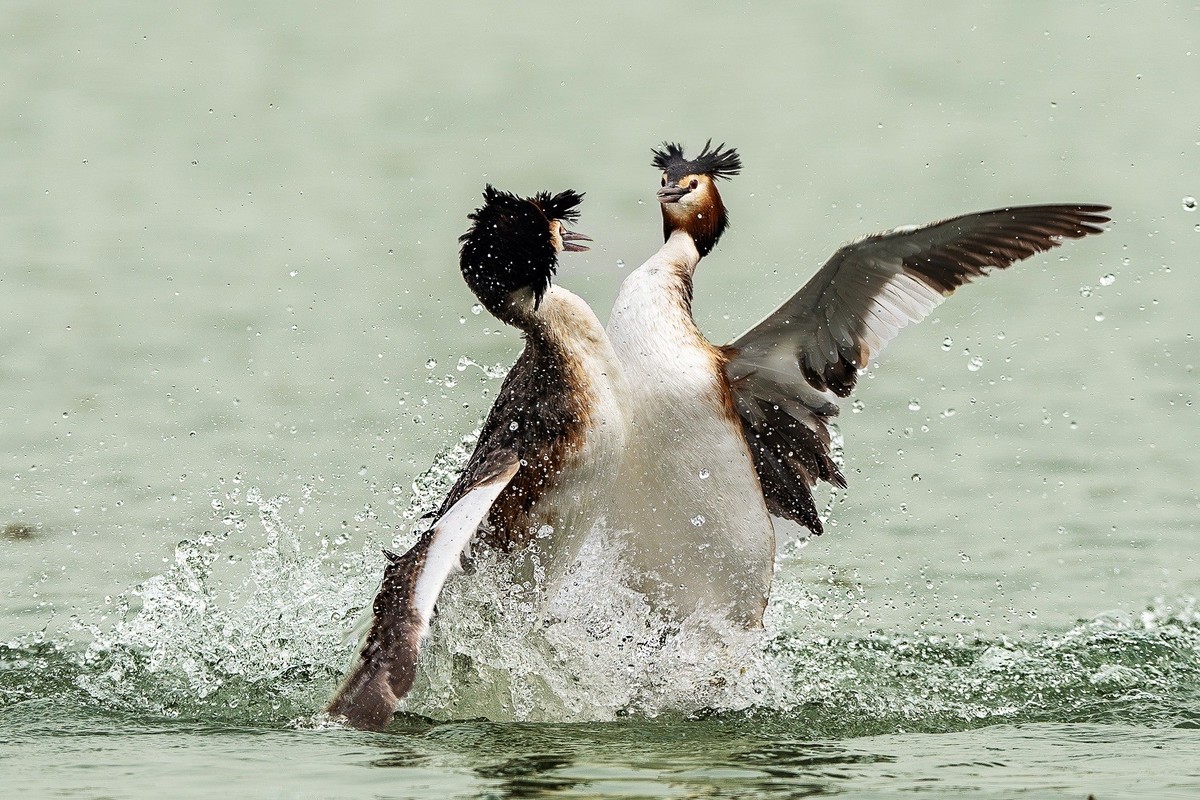 鸊鹈相争映碧潭，羽翼翻飞战意酣。