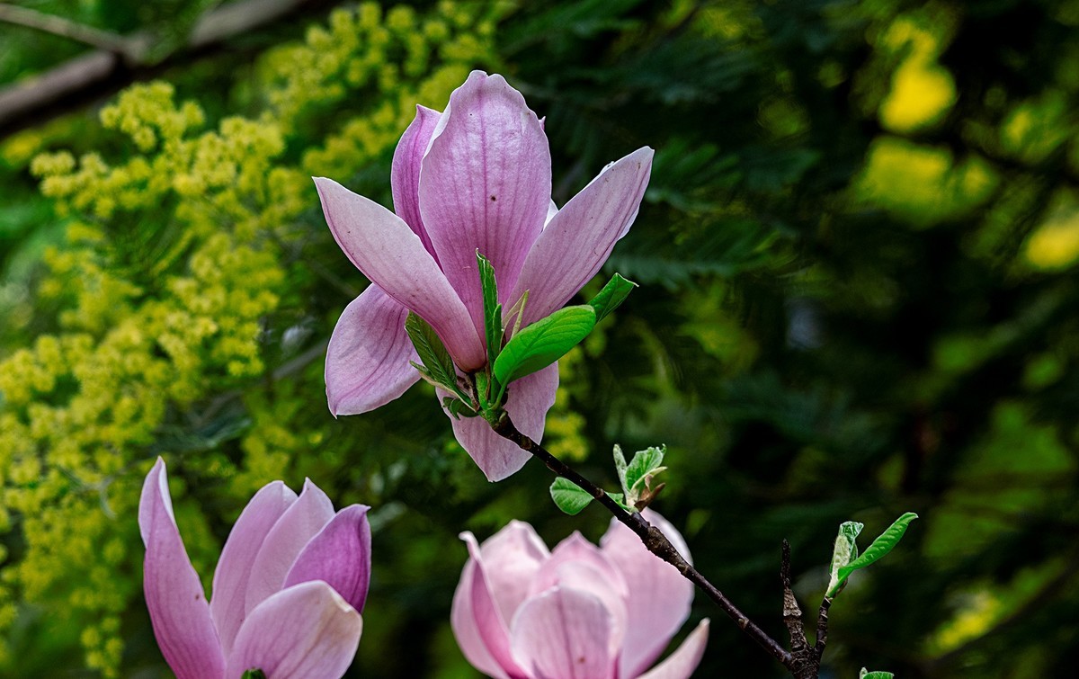 尼康D810加适马150-600镜头公园拍花、人、鸟杂片