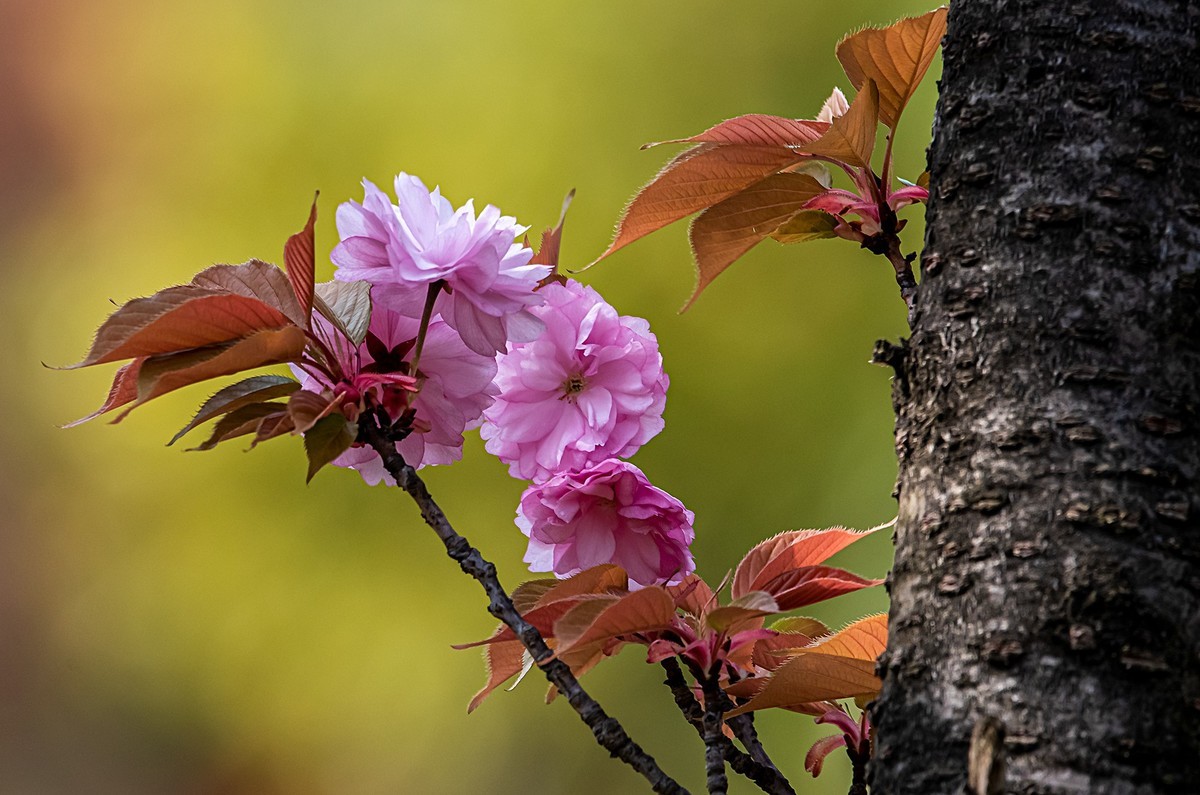 尼康D810加适马150-600镜头公园拍花、人、鸟杂片