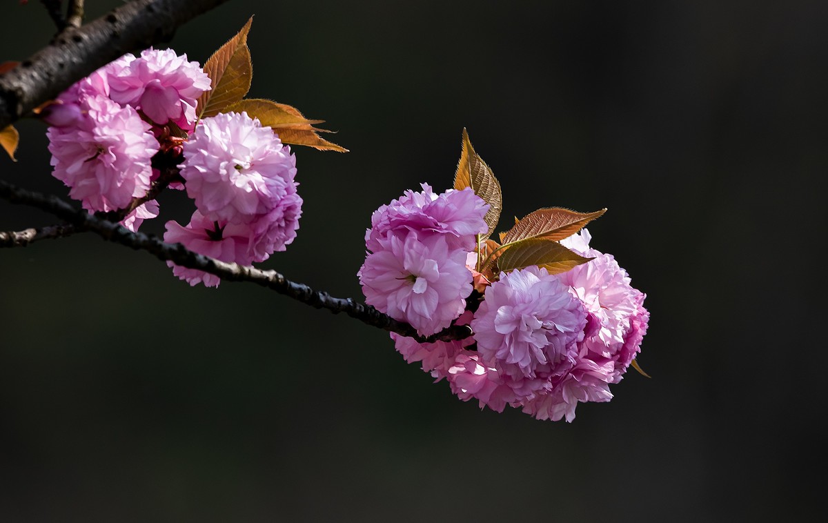 尼康D810加适马150-600镜头公园拍花、人、鸟杂片