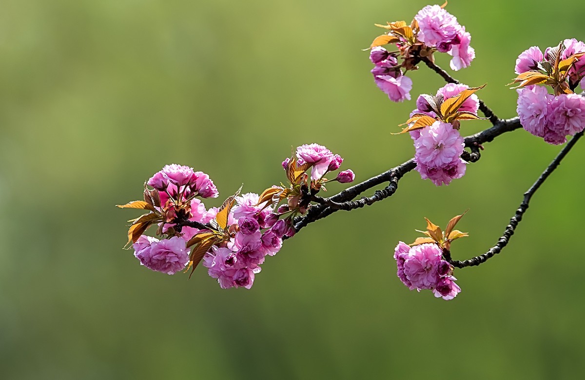 尼康D810加适马150-600镜头公园拍花、人、鸟杂片