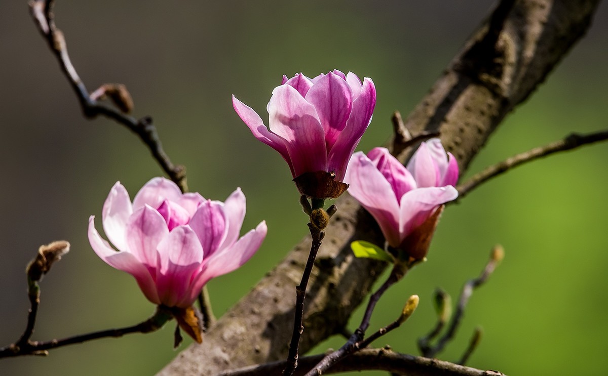 尼康D810加适马150-600镜头公园拍花、人、鸟杂片