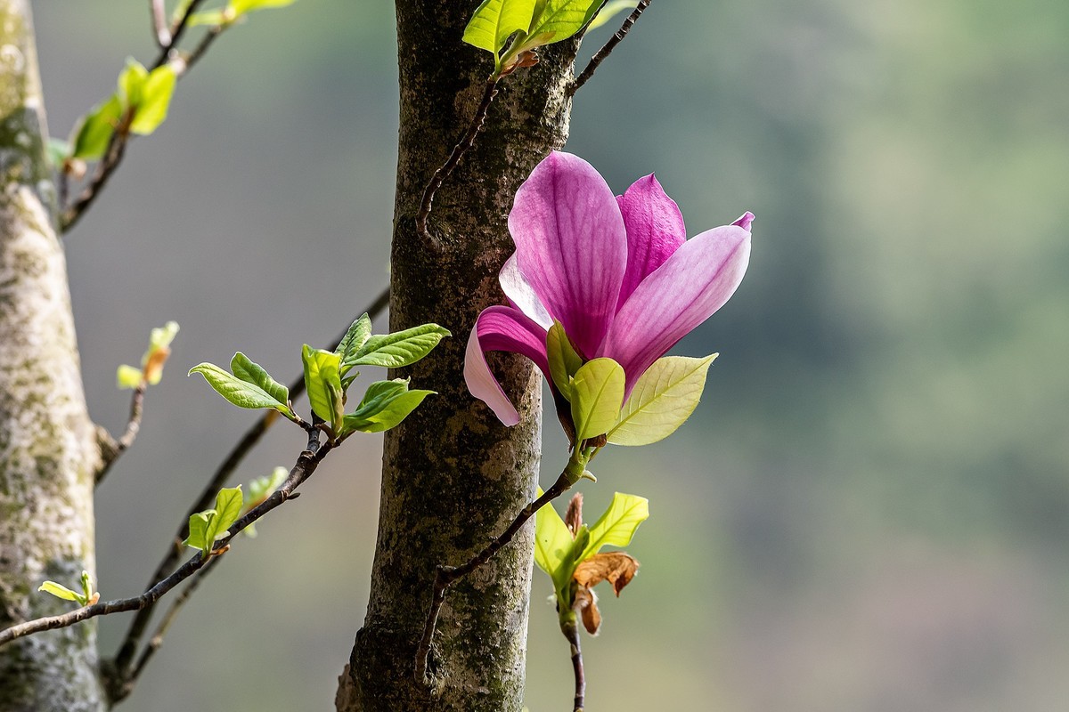 尼康D810加适马150-600镜头公园拍花、人、鸟杂片