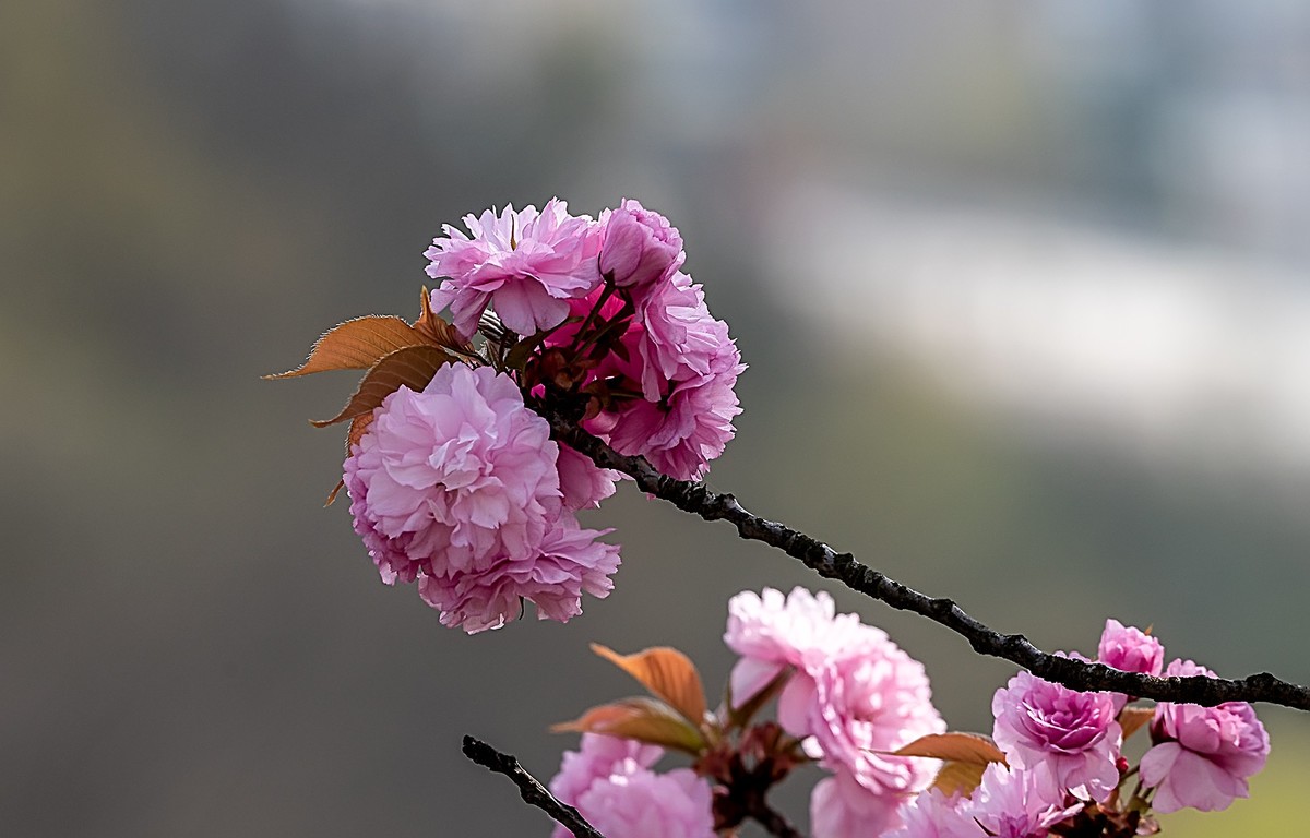 尼康D810加适马150-600镜头公园拍花、人、鸟杂片