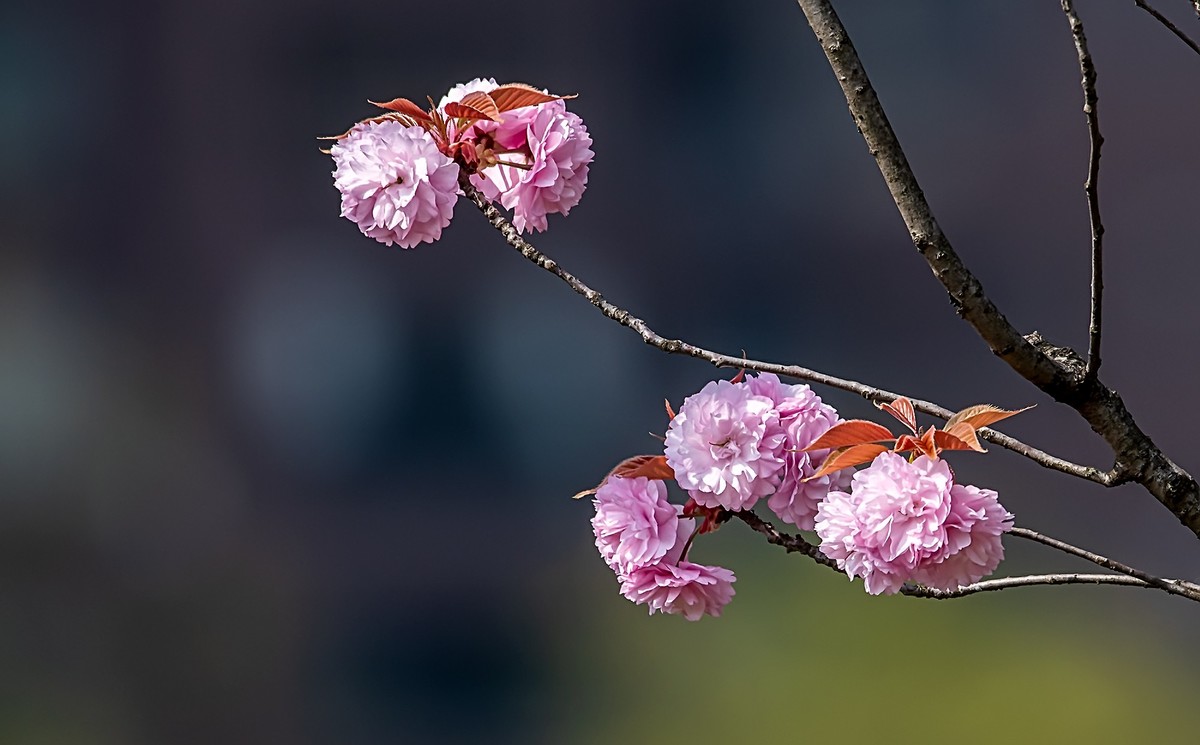 尼康D810加适马150-600镜头公园拍花、人、鸟杂片