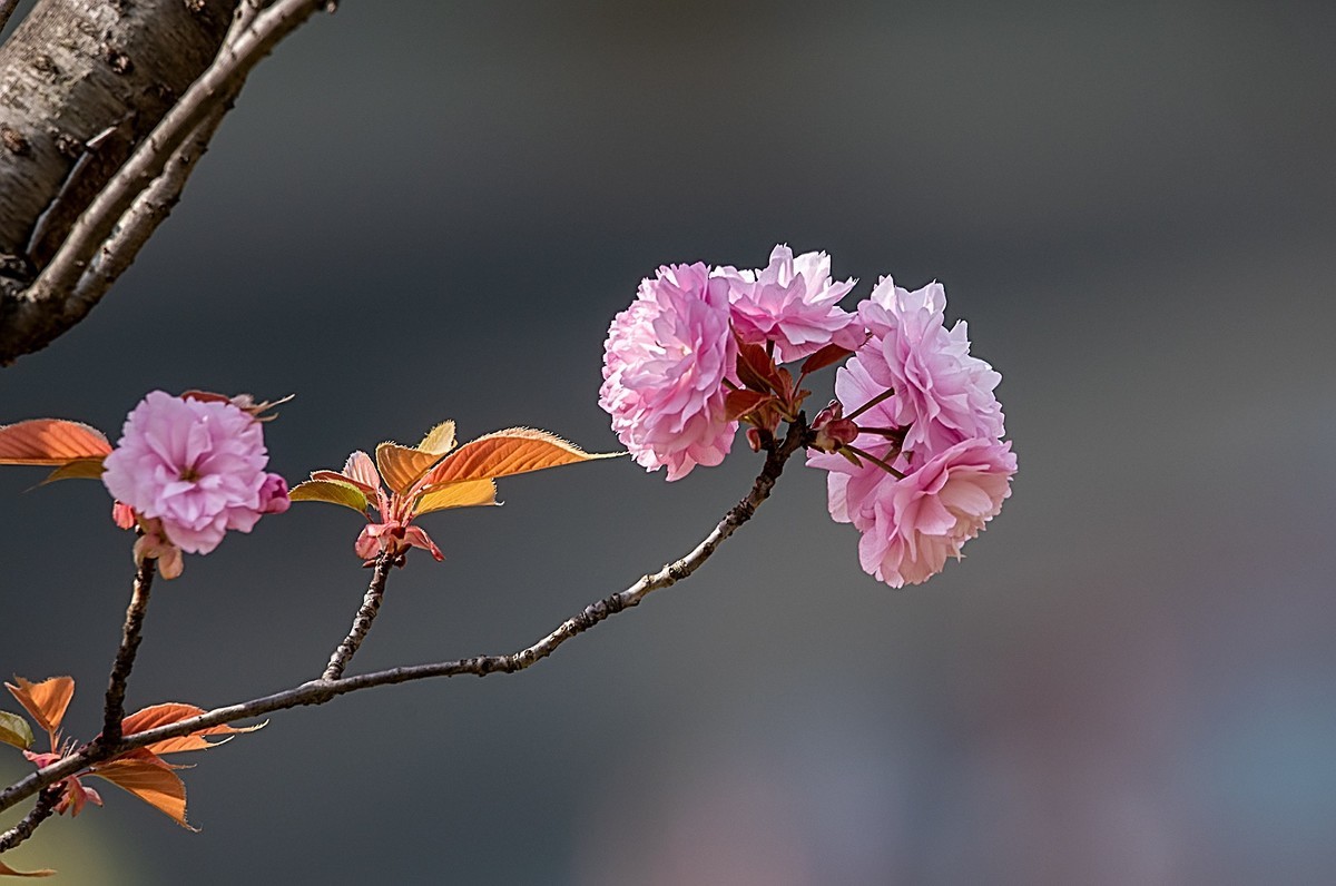 尼康D810加适马150-600镜头公园拍花、人、鸟杂片