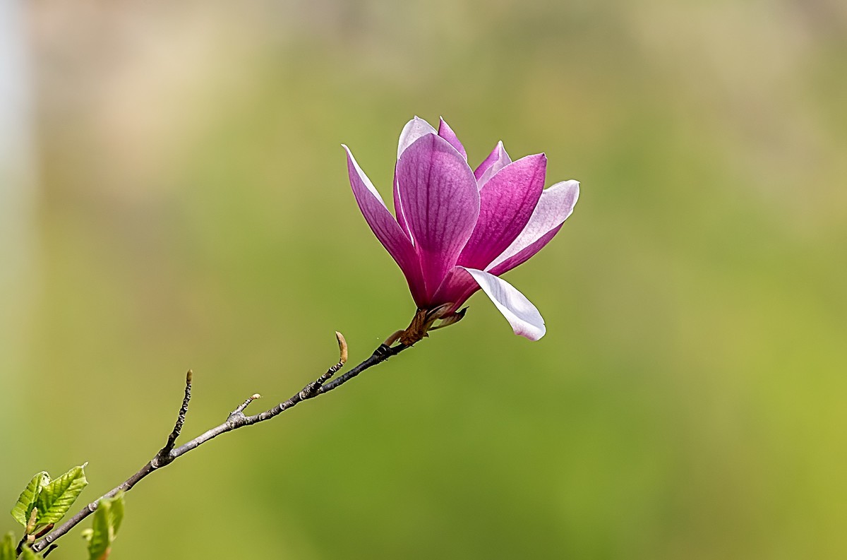 尼康D810加适马150-600镜头公园拍花、人、鸟杂片