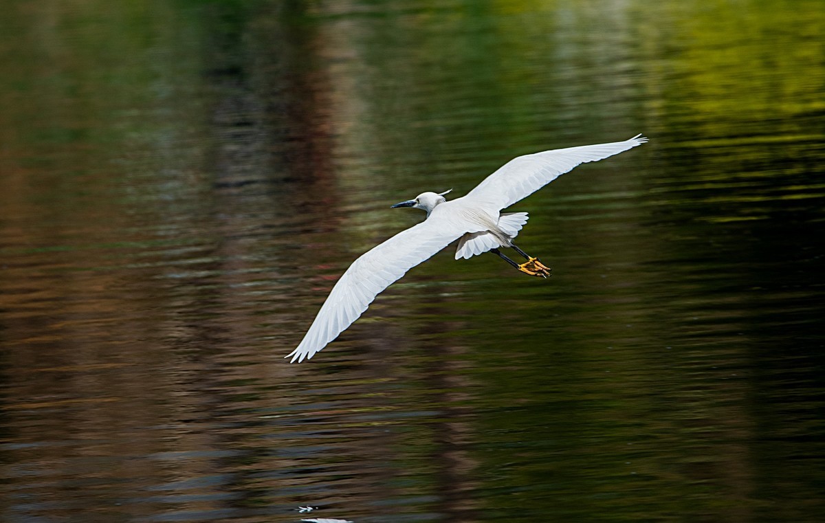 尼康D810加适马150-600镜头公园拍花、人、鸟杂片