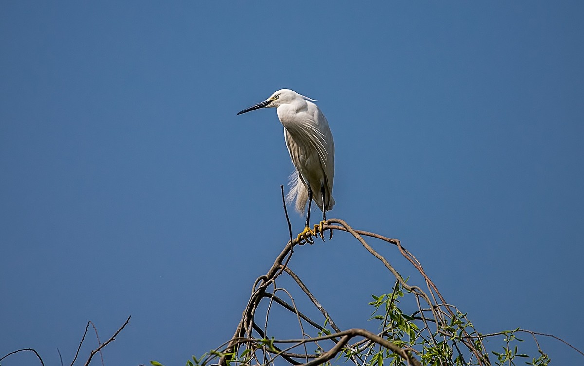 尼康D810加适马150-600镜头公园拍花、人、鸟杂片