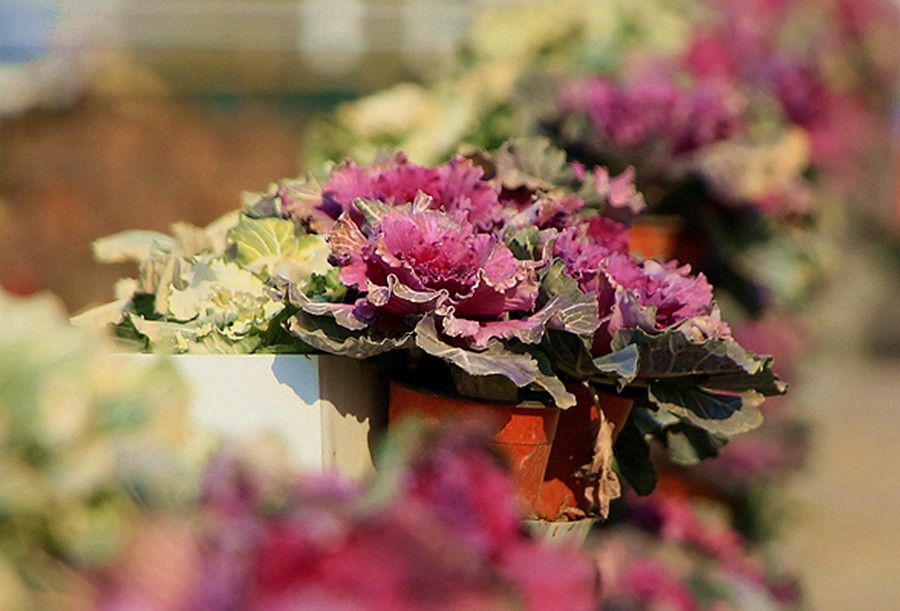 《不老松：忆海南游记》（02）济南机场外观！