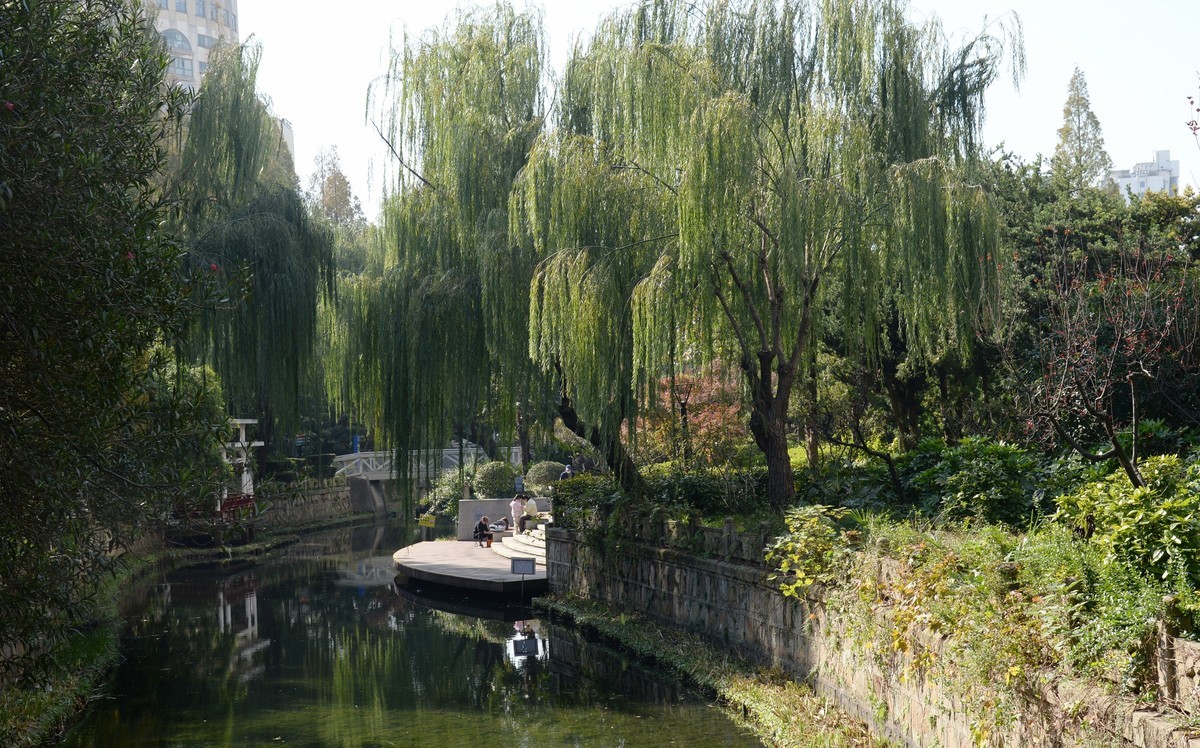 申城冬柳（一）