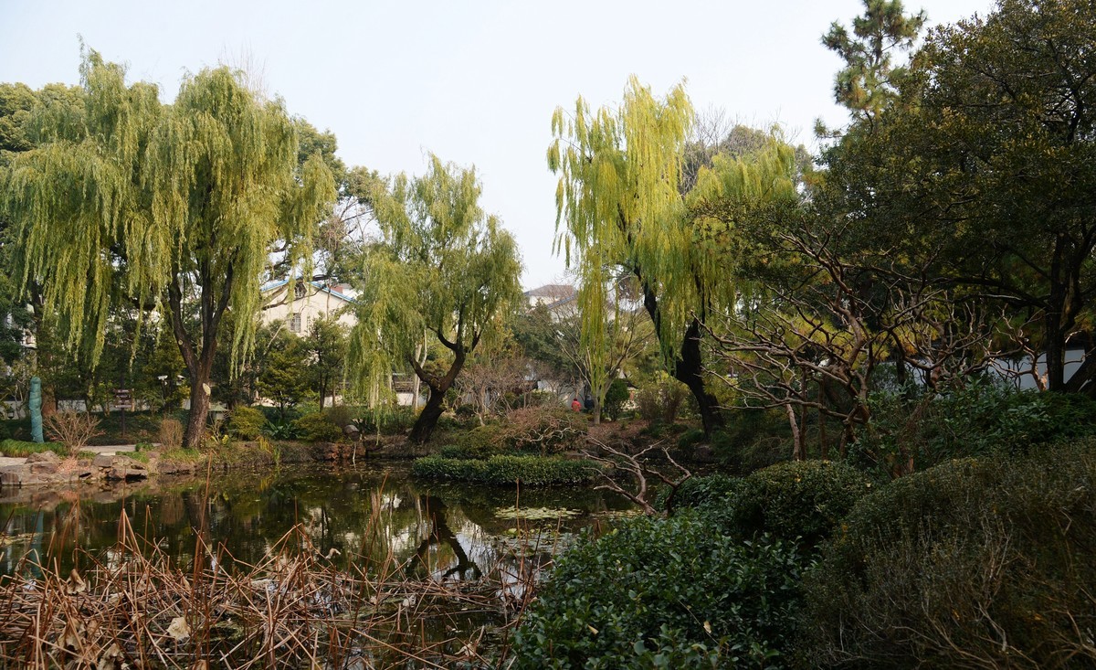 申城冬柳（一）