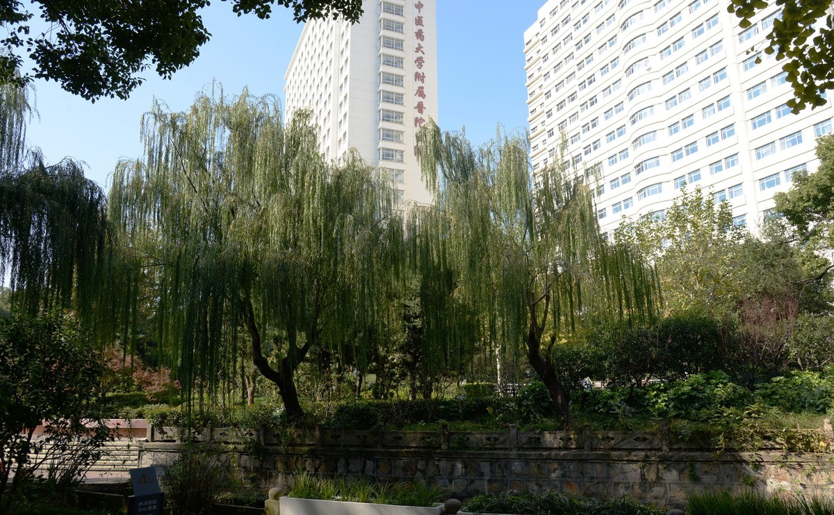 申城冬柳（一）