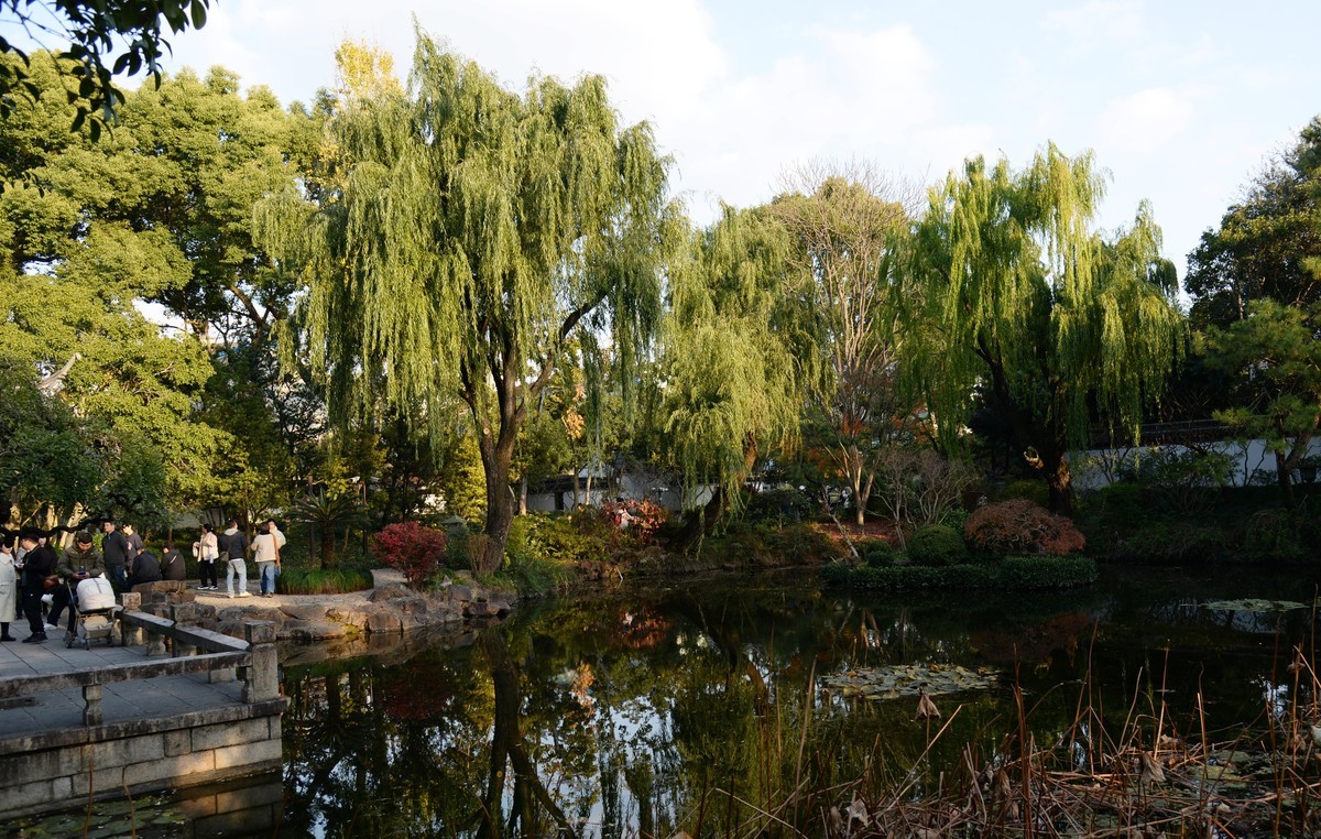 申城冬柳（一）