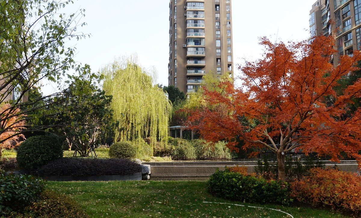 申城冬柳（一）