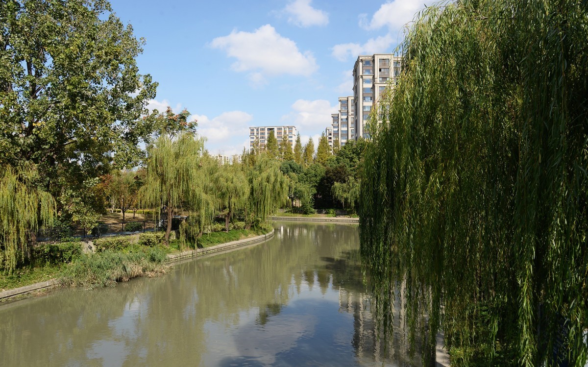 申城冬柳（一）