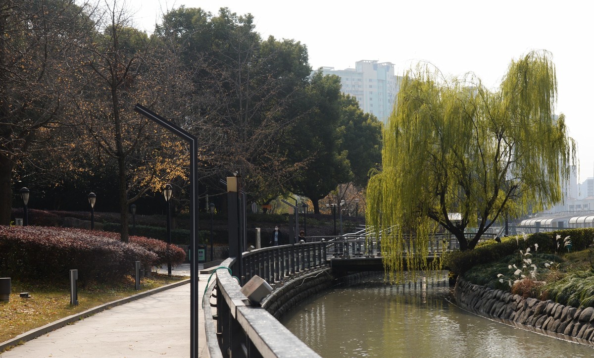 申城冬柳（一）