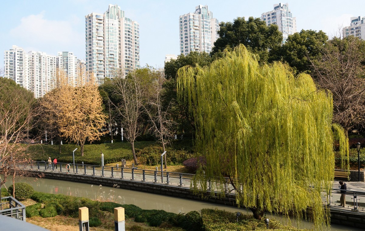 申城冬柳（一）