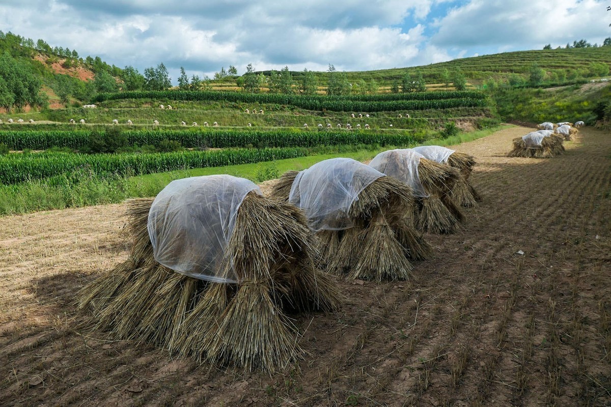 我只是把出去看到的随手记录下来（101）