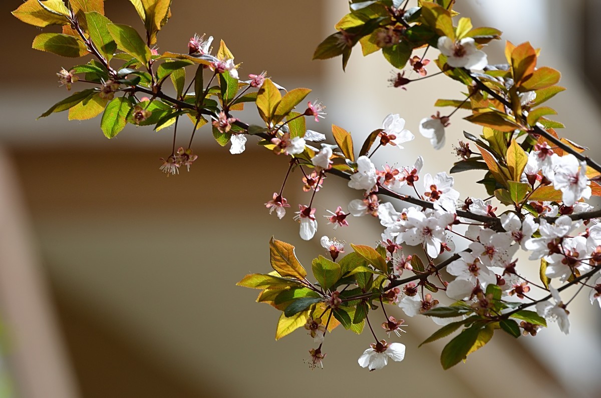 2025紫叶李（1）