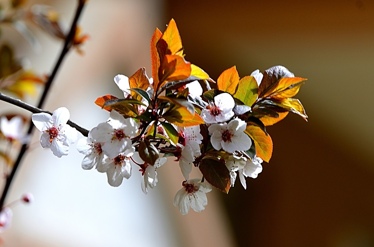 2025紫叶李（1）