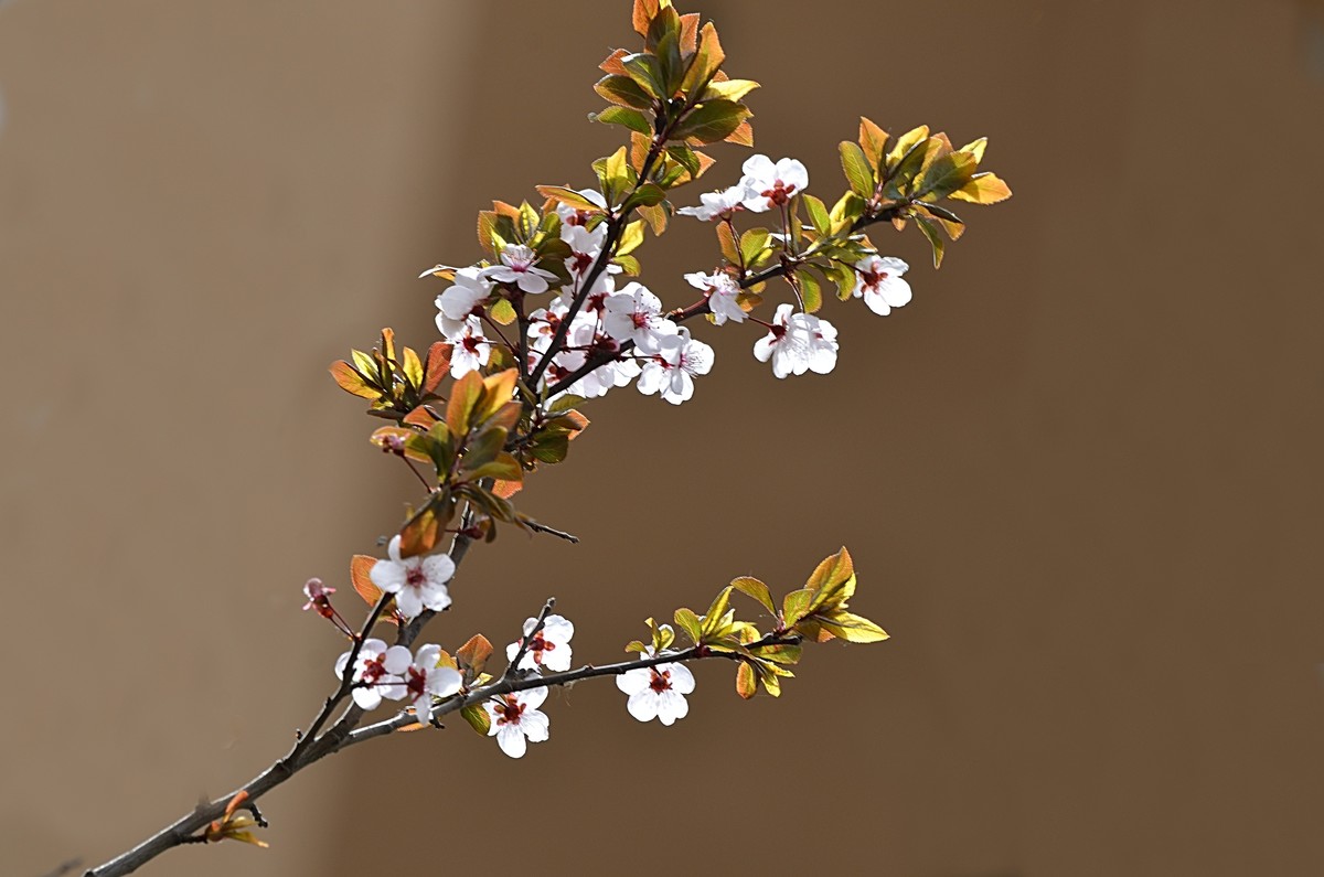 2025紫叶李（1）