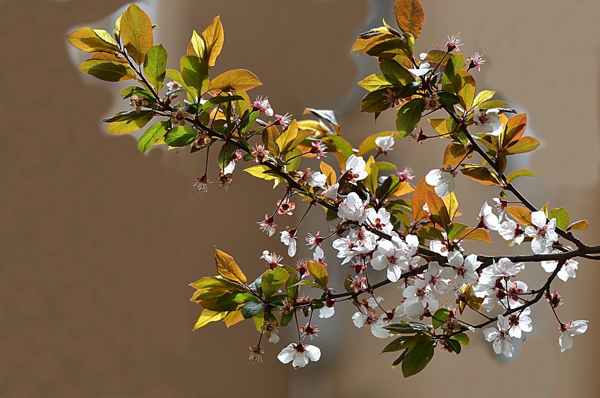 2025紫叶李（1）