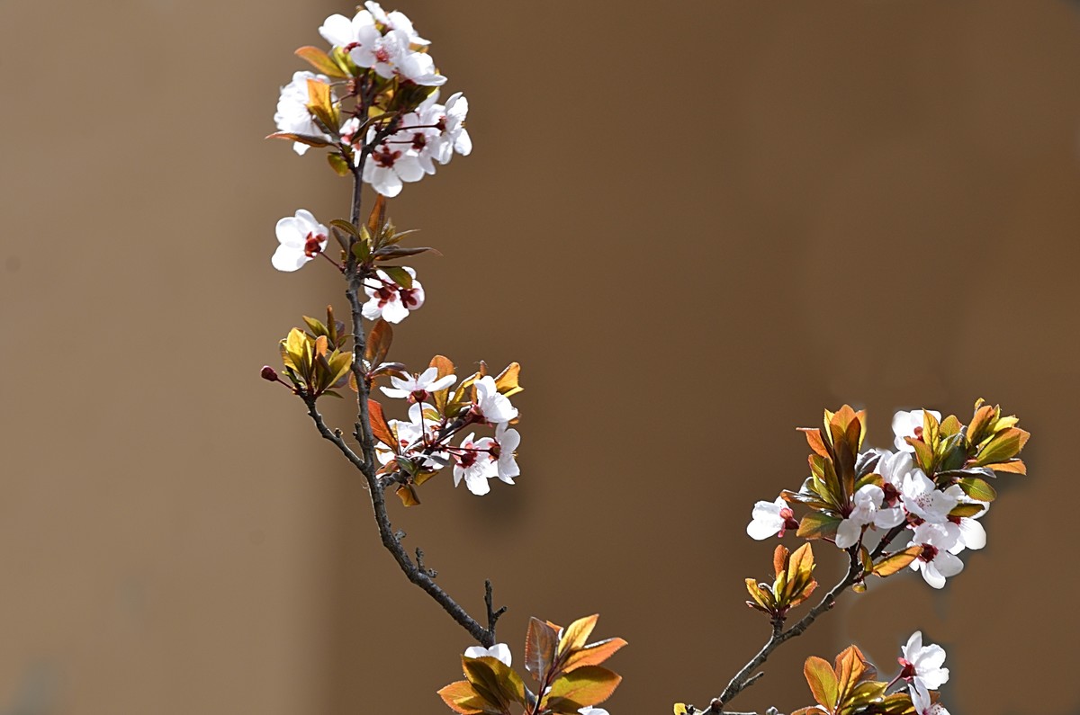 2025紫叶李（1）