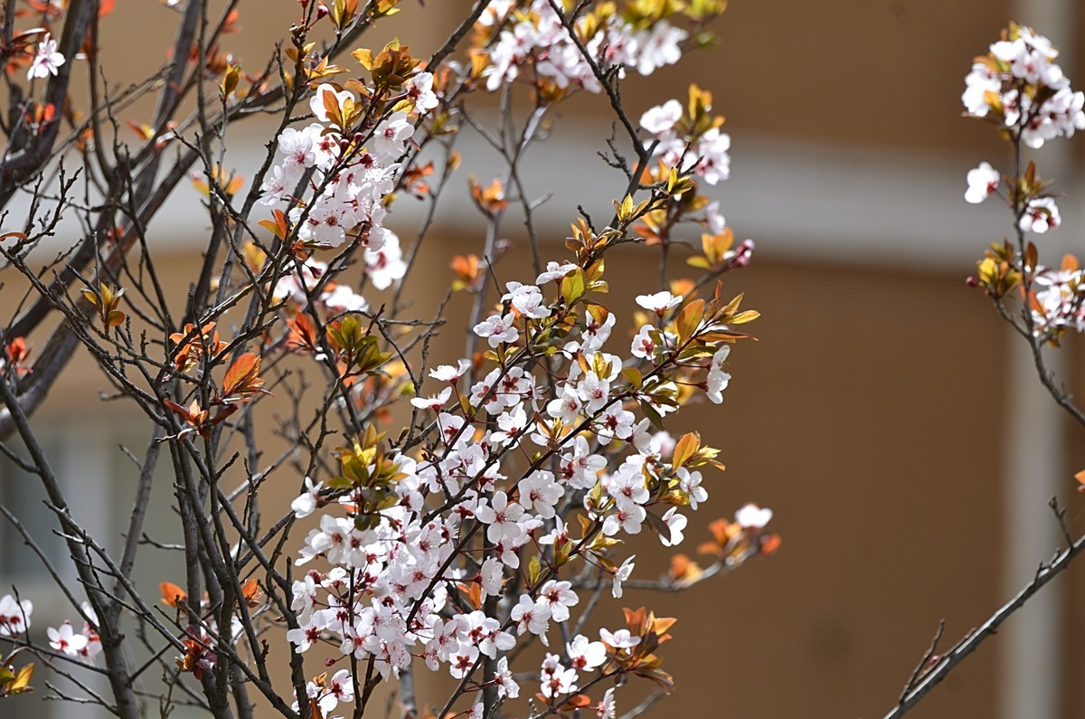 2025紫叶李（2）